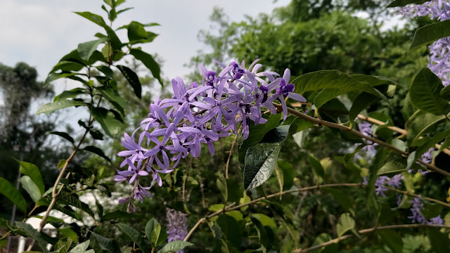 梅山公園 - 錫葉藤(許願藤)