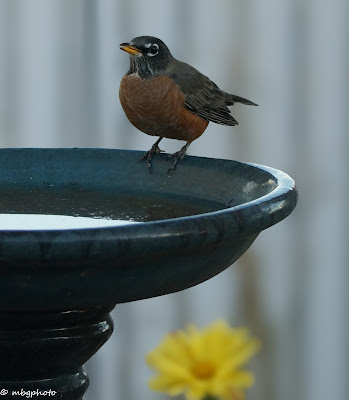 Robin on Birdbath