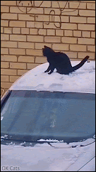 Cute Kitten GIF • Happy black cat playing on a snowy car roof!  So much joy! [ok-cats.com]