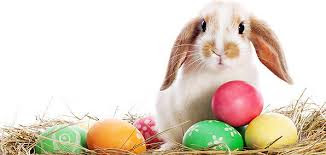 Image of bunny sitting in an Easter basket filled with eggs