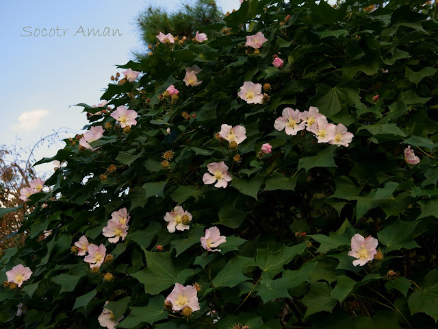 Hibiscus makinoi