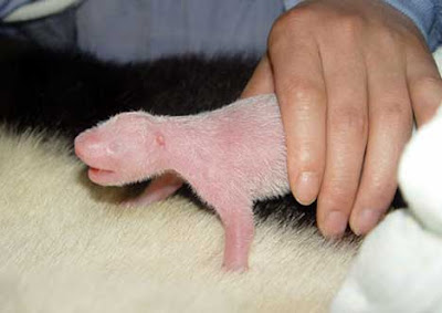 Baby pandas, born ,very small, 