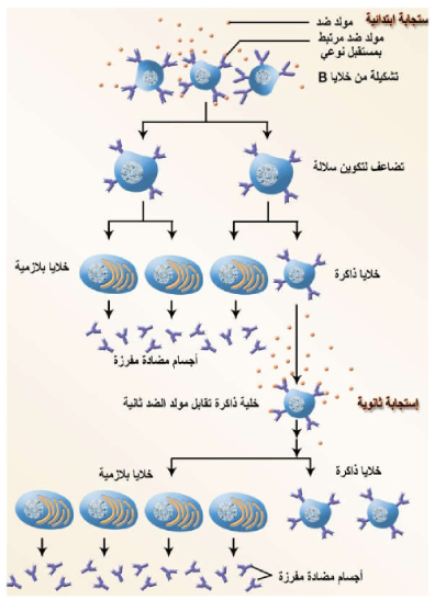 الشكل 21-19: مراحل تكوين المناعة السائلة بواسطة خلايا B الليمفية.