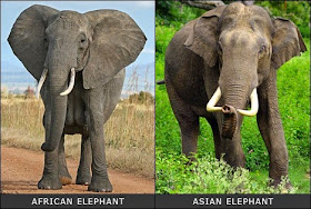 African/Asian Elephants