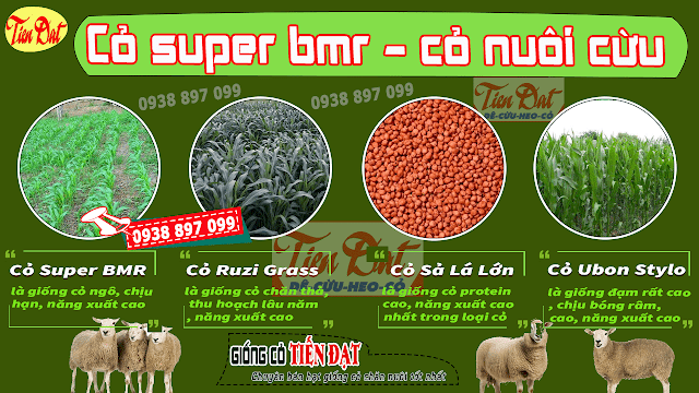 Loại cỏ tốt nhất cho cừu là cỏ sudan lai Super BMR