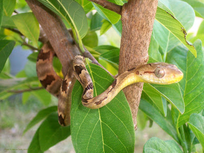 This Dog-toothed Cat Snake ( Boiga cynodon ) was found 