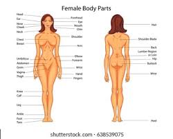 Female full body | Female full body parts name with Picture | Female full body picture