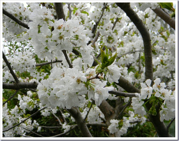 DSCN9462