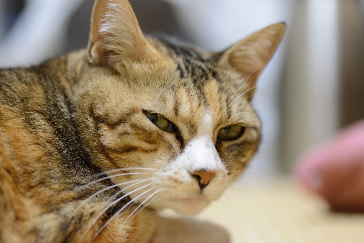猫を尋ねて三千キロ 12 10