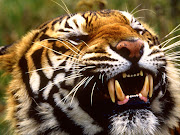 You are watching the Tiger Wallpapers, Tiger Desktop Wallpapers, . (tiger wallpapers)