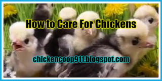 How to Care For Chickens