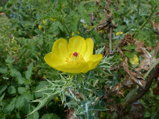 Argémone du Mexique - Chardon - Pavot épineux - Argemone mexicana 