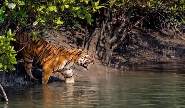 tiger in Sundarbans