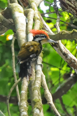 Olive-backed Woodpecker (Dinopium rafflesii)