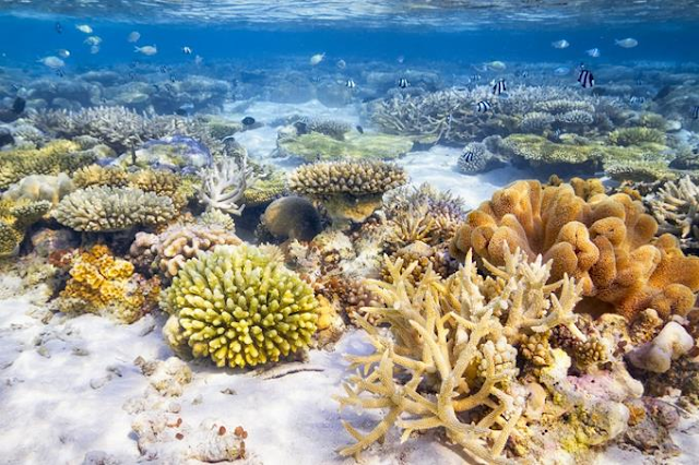 El calentamiento aniquiló un 14% del coral mundial en la última década