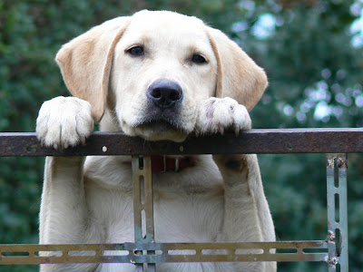 Labrador filled united states