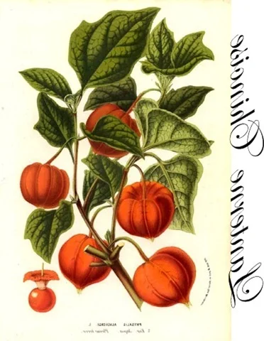 Chinese lanterns transfer Chinese lanterns transfer