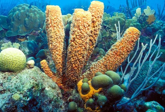 Definisi Porifera  Spons Dan Cirinya