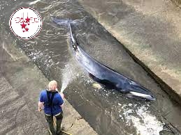 Young Whale Trapped In London's River Thames Euthanized