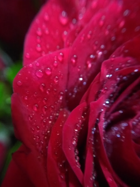 Rose, macro photography, drops