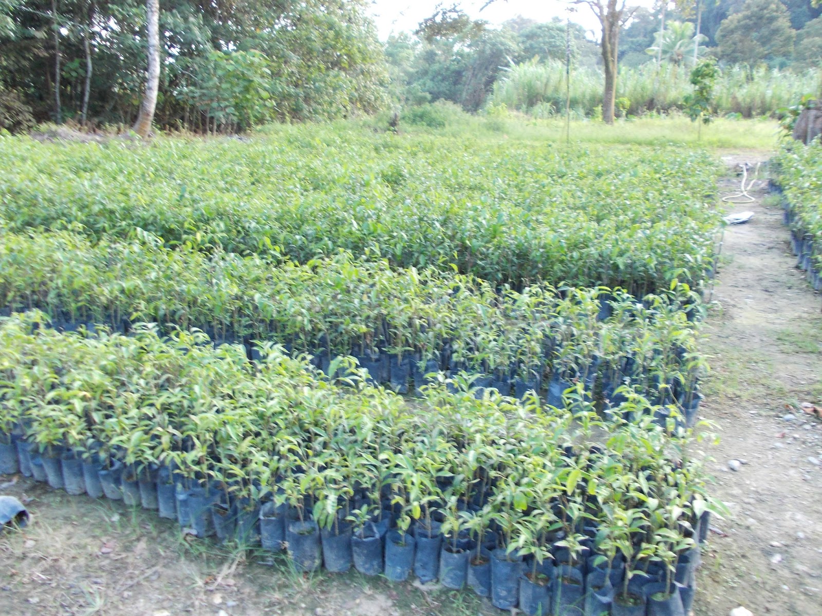 gaharu plantation in malaysia