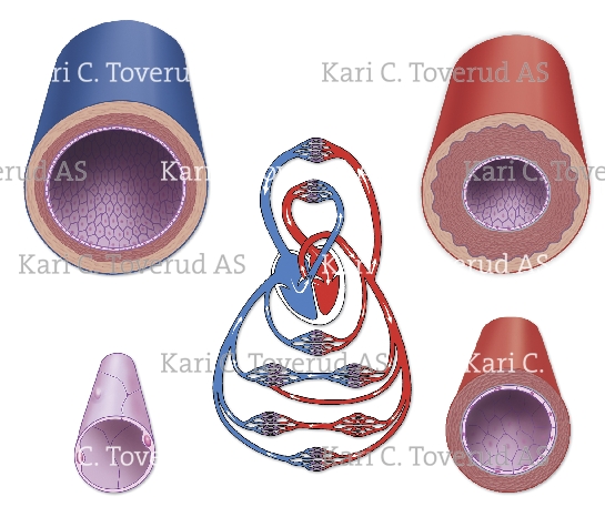 Differences between artery and vein