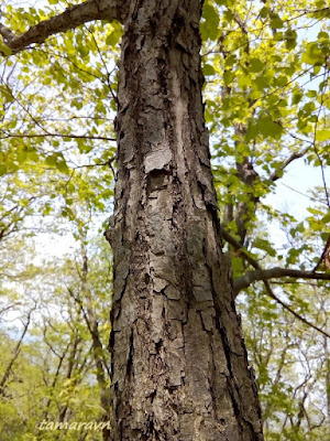 Липа амурская (Tilia amurensis)