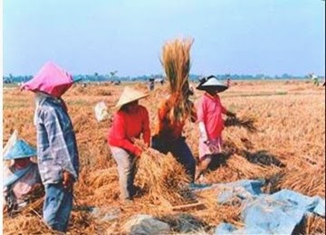 Panen dan Pasca Panen Padi Catatan Aldy Forester