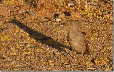 Cave Creek Regional Park - unidentified bird