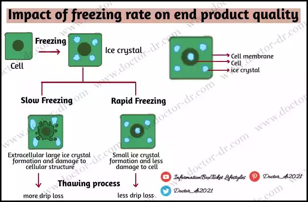Difference Between Rapid Freezing and Slow Freezing