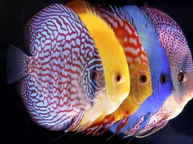  Gambar Ikan Discus  Jantan dan Betina dalam Aquarium yang 