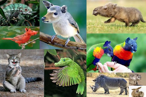 Animales increíbles IV (Fotomanipulaciones en Photoshop)