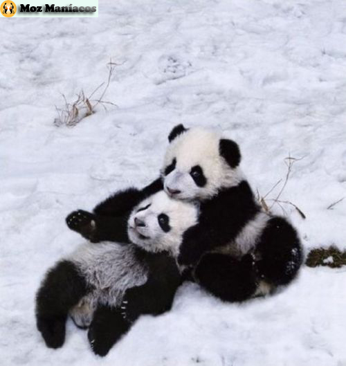 Pandas