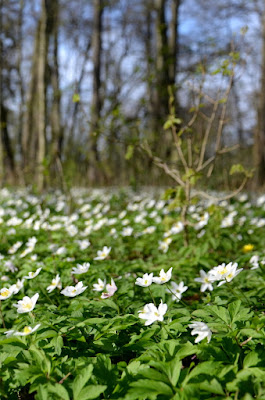 Bild von Buschwindröschen im Wald