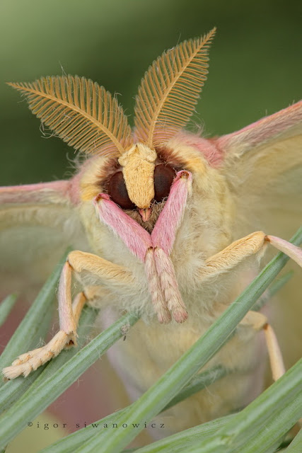 Cool Pictures of Alien Insects -  Insect Macro Photography Seen On www.coolpicturegallery.net