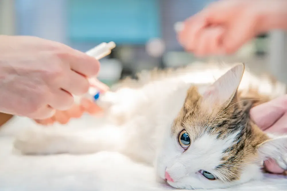 أمراض القطط الصغيرة - دليل شامل لصحة قطتك