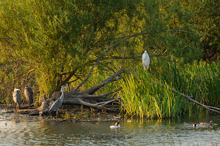 Wildlifefotografie Lippeaue Olaf Kerber