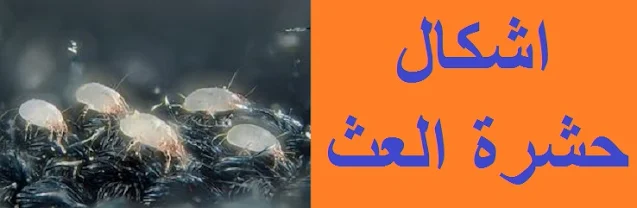 "اشكال حشرة العث" "ما هو شكل العث" "اشكال حشرات المنزل" "اشكال الحشرات" "أنواع حشرات الرطوبة" "شكل العث المنزلي" "شكل حشرة العث" "حشرة التراب المنزلي" "شكل حشرة العتة" "حشرة العث الملابس" "العثة في المنزل" "أنواع العث" "اشكال حشرة العث" "انواع حشرة العث" "اشكال حشرة السوس" "انواع حشرات العث" "شكل حشرة العثه" "انواع حشرة السوس" "انواع الازهار التي تلقحها حشرة العث" "شكل حشرة عث الغبار" "شكل حشرة عث الفراش" "شكل حشرة العتة" "اشكال حشرة سوس الخشب" "اشكال حشرة البق" "أشكال حشرة البق بالصور" "انواع حشرة سوس الخشب" "انواع الازهار التي تلقحها حشرات العث" "شكل حشرة العث" "شكل حشرة عثة الملابس" "شكل حشرة البق" "شكل حشرة البق الصغيرة" "شكل حشرة البق واضرارها" "شكل حشرة البق بالصور" "شكل حشرة البق وحجمها" "شكل حشرة البق الدقيقي"