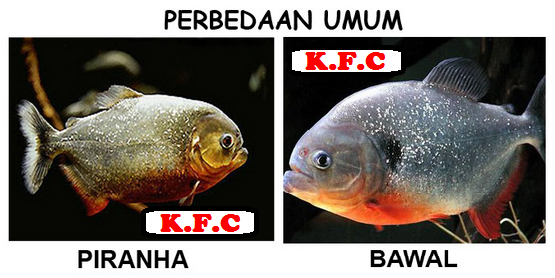  begitulah judul artikel kita kali ini yang idenya di dapat dari group FB Begini Ikan Bawal Vs Ikan Piranha Persamaan Dan Perbedaannya