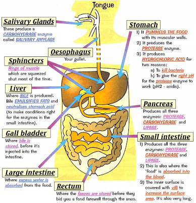 enchanted learning digestive system. Health: Choice Or Chance