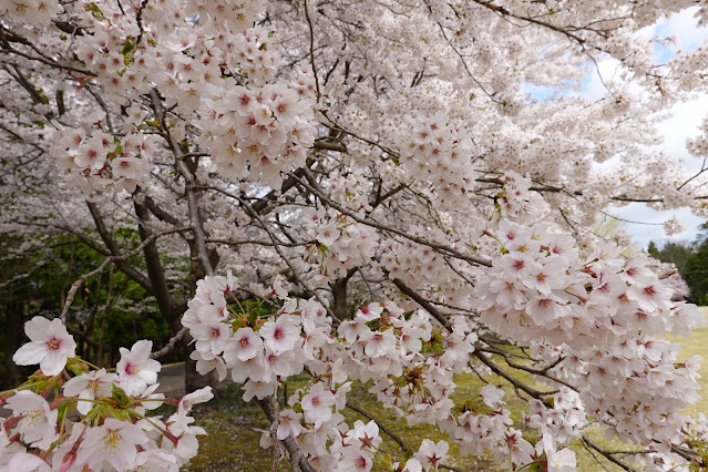 とっとり花回廊　芝生け広場並木　ソメイヨシノ（染井吉野）