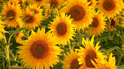 Sunflowers download free wallpapers for HD desktop
