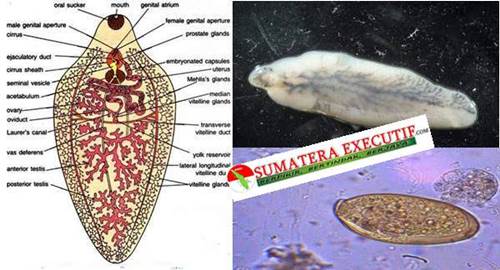 Bahaya Cacing Hati  Fasciola Hepatica Bagi Kesehatan 