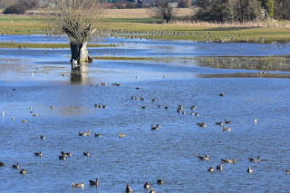 Wildlifefotografie Naturfotografie Ahsewiesen Olaf Kerber