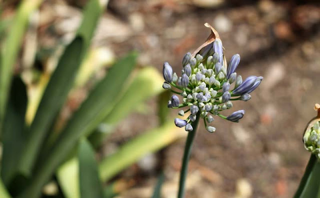 African Lily Flowers Pictures