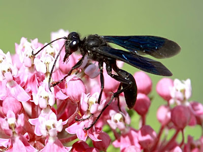 Blue Mud Dauber