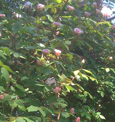 Cecile Bruner climbing rose