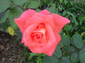 Cuando llegue, me espera esta bella flor que se la regalo a  Virgen Milagrosa y su hijo NAZARENO  de San Pablo Venezuela, Caracas