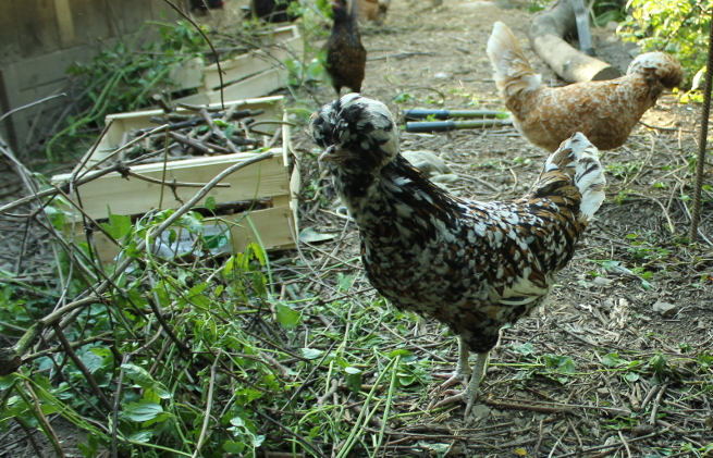 Tree Fodder Air Meadows for Poultry