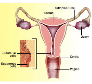 Sistem Reproduksi Wanita